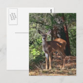 FAWN #2 BRIEFKAART (Voorkant / Achterkant)