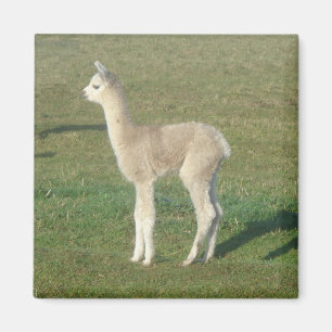 Fawn alpaca magneet