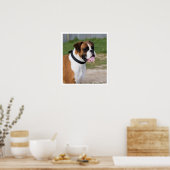 Fawn and White Boxer Standing Poster (Keuken)
