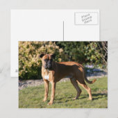 Fawn Boxer Dog Standing Briefkaart (Voorkant / Achterkant)
