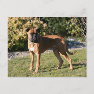 Fawn Boxer Dog Standing Briefkaart