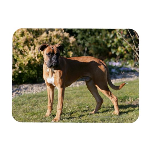 Fawn Boxer Dog Standing Magneet (Horizontaal)
