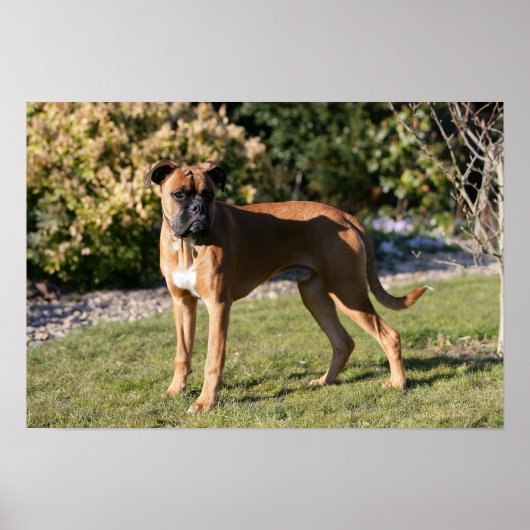 Fawn Boxer Dog Standing Poster (Voorkant)