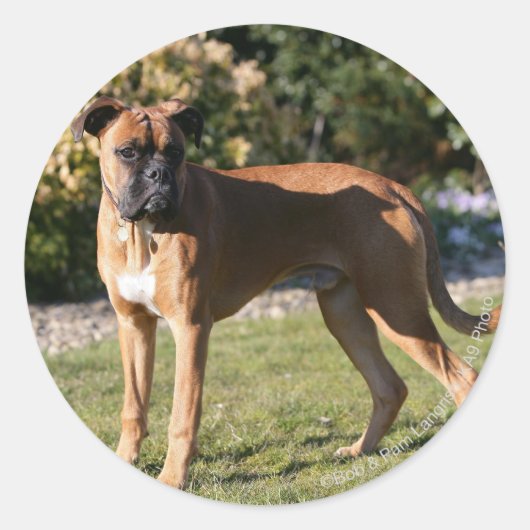 Fawn Boxer Dog Standing Ronde Sticker (Voorkant)