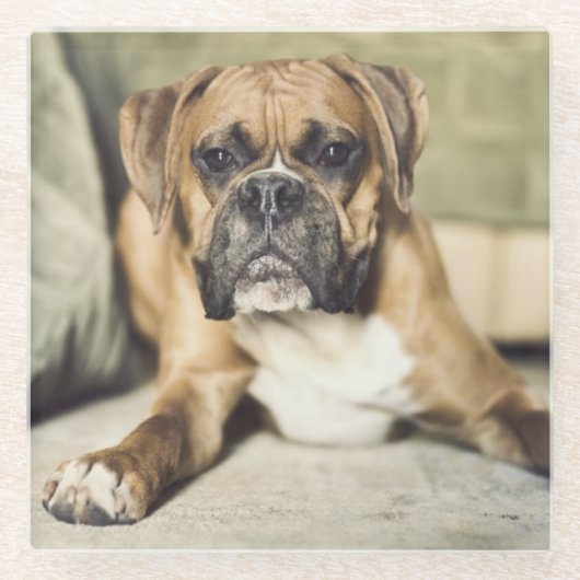 Fawn Boxer Pup Glazen Onderzetter (Voorkant)