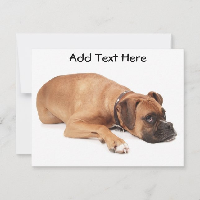 Fawn Boxer Resting (Voorkant)