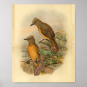 Fawn Breasted Wood Shrike Yellow Bird Print (Voorkant)