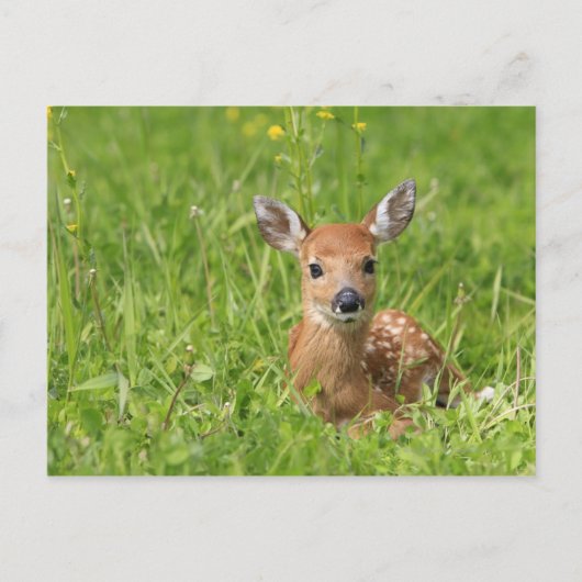 Fawn Briefkaart (Voorkant)