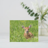 Fawn Briefkaart (Staand voorkant)