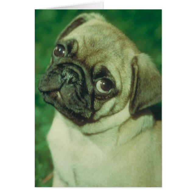 Fawn Chinese Pug (Voorkant)
