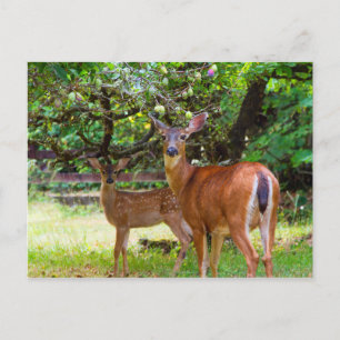 Fawn Deer in Summer Briefkaart