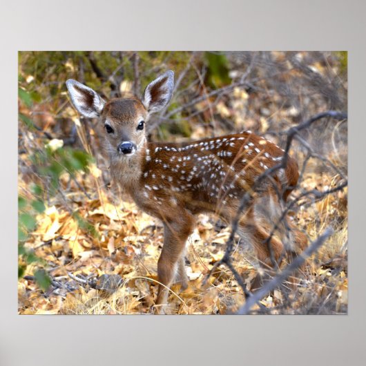Fawn Deer Photo Poster (Voorkant)