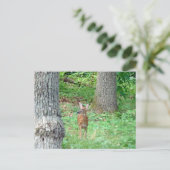 Fawn en juillet Carte postale (Debout devant)