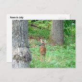 Fawn en juillet Carte postale (Devant / Derrière)