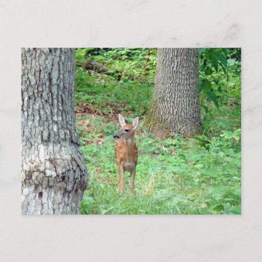 Fawn en juillet Carte postale (Devant)