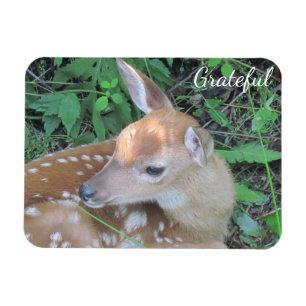 Fawn Gratitude Magneet