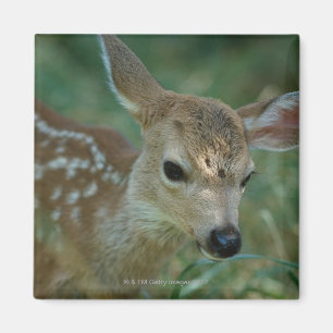 Fawn in Grass Magneet