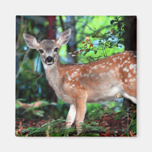 Fawn Magneet