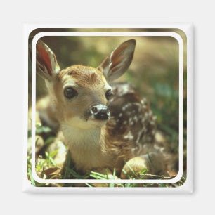 Fawn Magnet Magneet