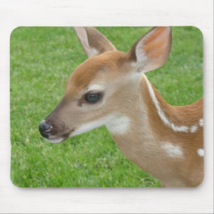 Fawn Muismat
