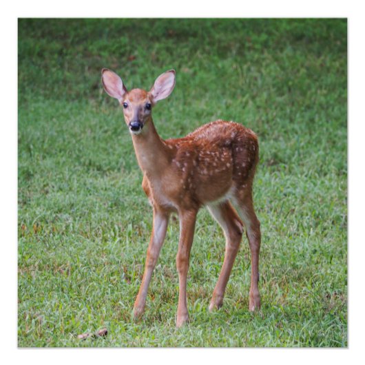 Fawn Perfect Poster (Voorkant)