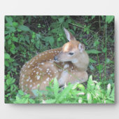Fawn Plaque Fotoplaat (Voorkant)