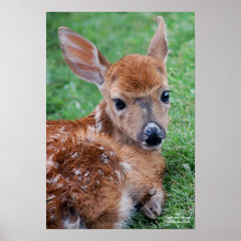 Fawn Poster