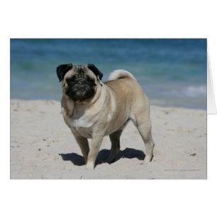 Fawn Pug bij Beach