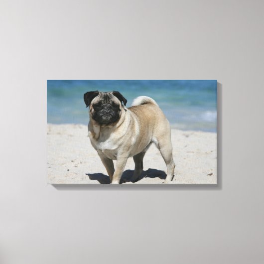 Fawn Pug bij Beach Canvas Afdruk (Voorkant)