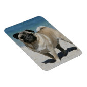 Fawn Pug bij Beach Magneet (Rechterzijde)