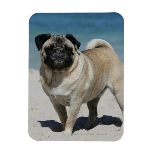 Fawn Pug bij Beach Magneet (Verticaal)