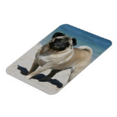 Fawn Pug bij Beach Magneet (Linkerzijde)