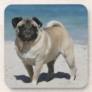 Fawn Pug bij Beach Onderzetter