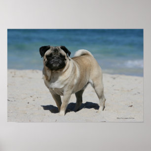 Fawn Pug bij Beach Poster