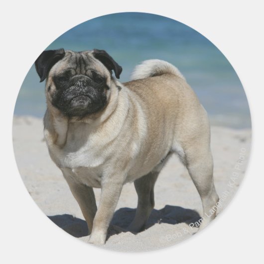 Fawn Pug bij Beach Ronde Sticker (Voorkant)