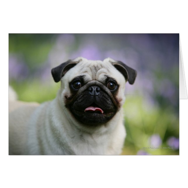 Fawn Pug on Alert (Voorkant Horizontaal)