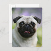 Fawn Pug on Alert Briefkaart (Voorkant / Achterkant)