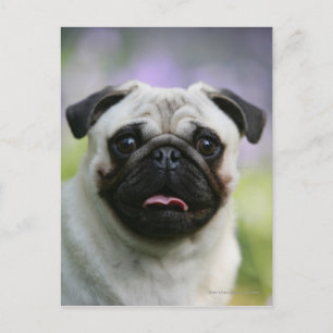 Fawn Pug on Alert Briefkaart