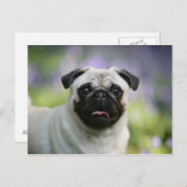 Fawn Pug on Alert Briefkaart (Voorkant / Achterkant)