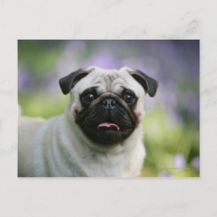 Fawn Pug on Alert Briefkaart
