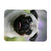Fawn Pug on Alert Magneet (Horizontaal)