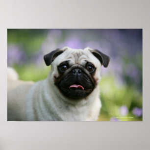 Fawn Pug on Alert Poster