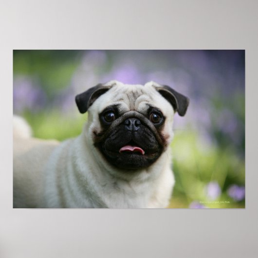 Fawn Pug on Alert Poster (Voorkant)