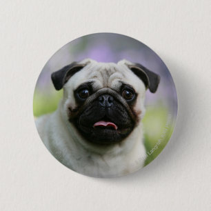 Fawn Pug on Alert Ronde Button 5,7 Cm