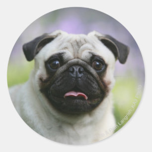 Fawn Pug on Alert Ronde Sticker