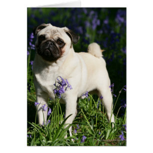 Fawn Pug Permanent in de Bluebells