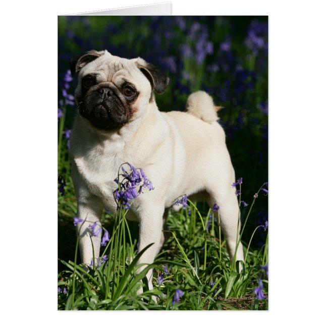 Fawn Pug Permanent in de Bluebells (Voorkant)
