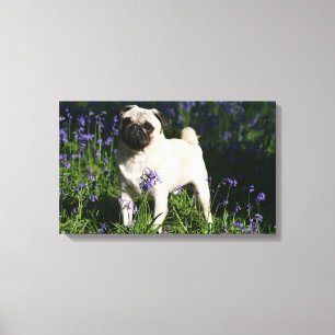 Fawn Pug Permanent in de Bluebells Canvas Afdruk