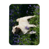 Fawn Pug Permanent in de Bluebells Magneet (Verticaal)