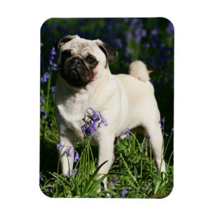 Fawn Pug Permanent in de Bluebells Magneet